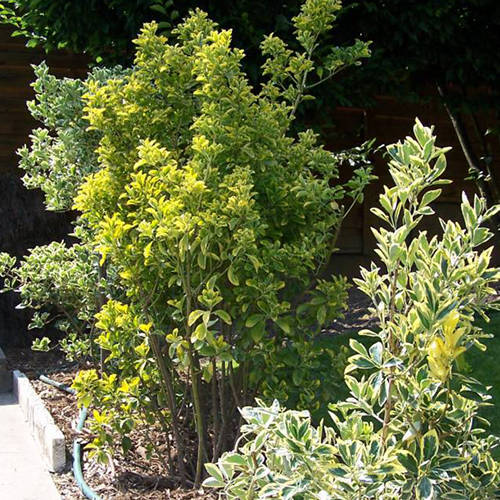 Réalisation de Jardins à l'Ancienne