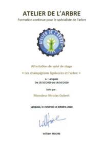 attestation suivi de stage champignons lignivores et arbre