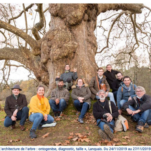 Atelier de l'Arbre -architecture de l'abre