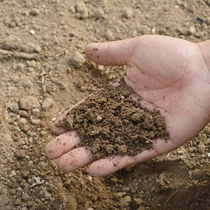 soil amendment