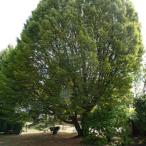 arbre phototheque