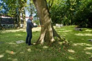 expertise arboricole au marteau