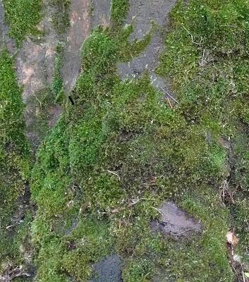 arbre expertise arboricole