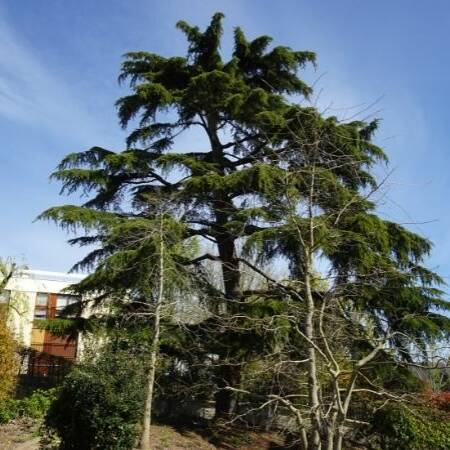 Les Jardins à l'Ancienne, Nicolas Gobert, gestion arboricole, taille arboricole, arbres, jardin, jardinier, paysagiste, viroflay, chaville, versailles, sèvres, le chesnay, ville d'avray, velizy-villacoublay