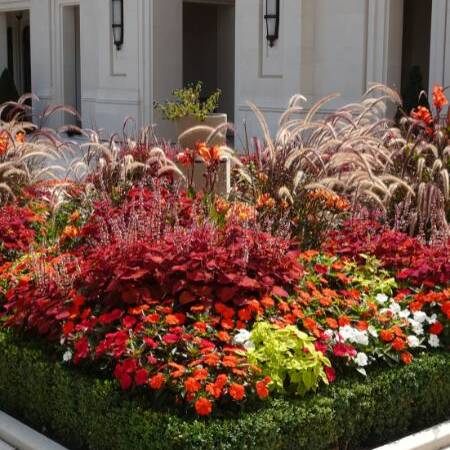 Les Jardins à l'Ancienne, Nicolas Gobert, Jardinier-Paysagiste, décorations estivales, floraison, jardin, jardinier, paysagiste, fleurs, arbuste, vivaces, amendements bio, Engrais Bio, phytosanitaire, Agronomie, taille arboricole, viroflay, versailles, chaville, le chesnay, Floriades de l'Arnon, Atelier Vierkant, aménagement paysager