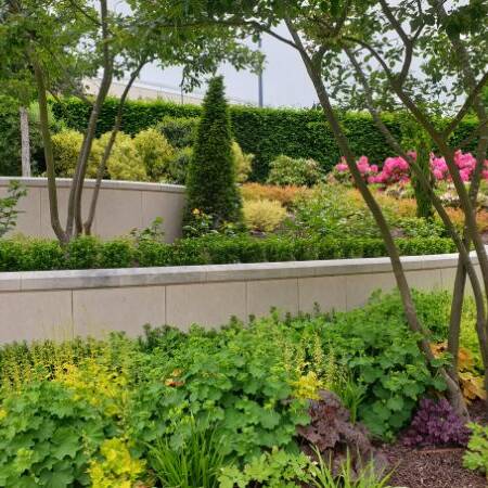 Les Jardins à l'Ancienne, fleurissements, printemps, vivaces, arbustes, conifères, topiaires, rosiers, plantes de terres de bruyères, Nicolas Gobert, jardinier, paysagiste, Viroflay, Le Chesnay, Chaville, Versailles