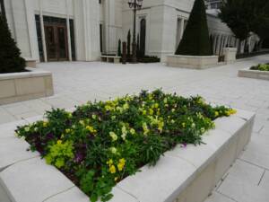 Les Jardins à l'Ancienne, décorations automnales, fleurissements, jardin, amendements bio, tapis fleuris, bisannuelles, bulbes, jardinier, paysagiste, Nicolas Gobert, Viroflay, Le Chesnay, Versailles, Chaville